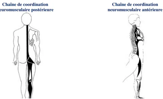 Figure  2.11:  Chaînes  de  coordination  neuromusculaires  postérieure  et  antérieure  telles  que  définies en RPG (Reproduit avec permission, http://rpg-souchard.com/la-methode/) 
