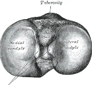 Figure 2-3 : Schéma du plateau tibial en vue  transverse [10]