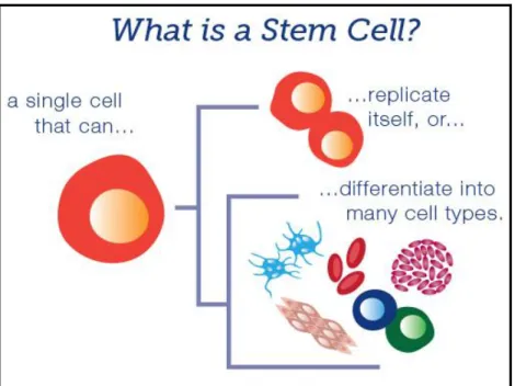Figure 2.3: Schematic representing the properties and role of stem cells. [ Copied image -67] 