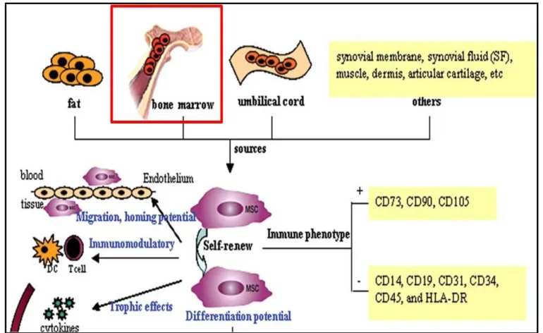 Figure 2.4.: In vitro characterization of BMSCs depicting their surface marker profile and  differentiation potential