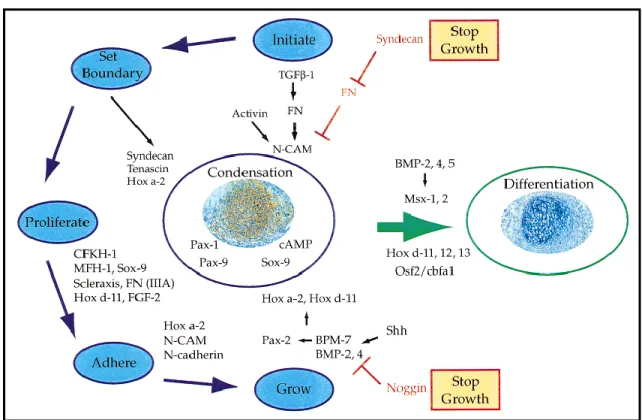 Figure 2.6: Schematic of stages in condensation phase of embryonic limb formation. Adapted  from Maeda et al [67]