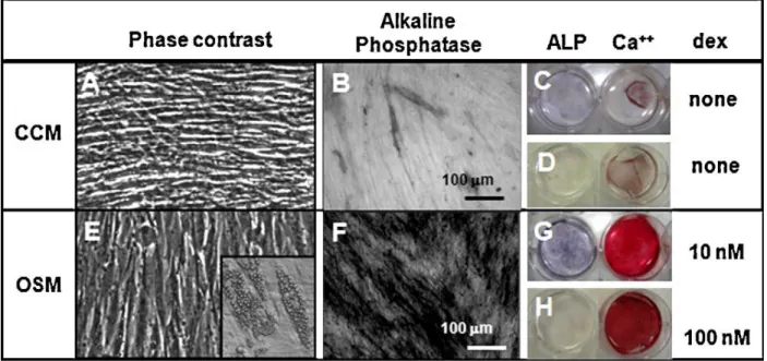 Figure 2.8: Representative osteogenesis cultures cultured in control media (CCM) and osteogenic  media (OSM) containing dexamethasone