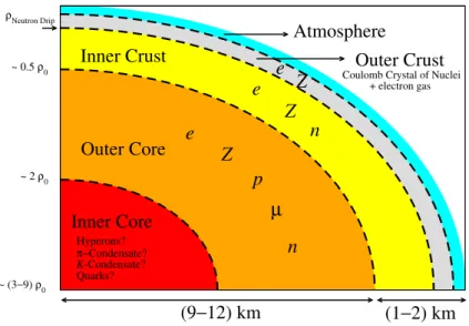 Figure 1.3: A sketch of the interior of a cold neutron star. Adapted from [8]