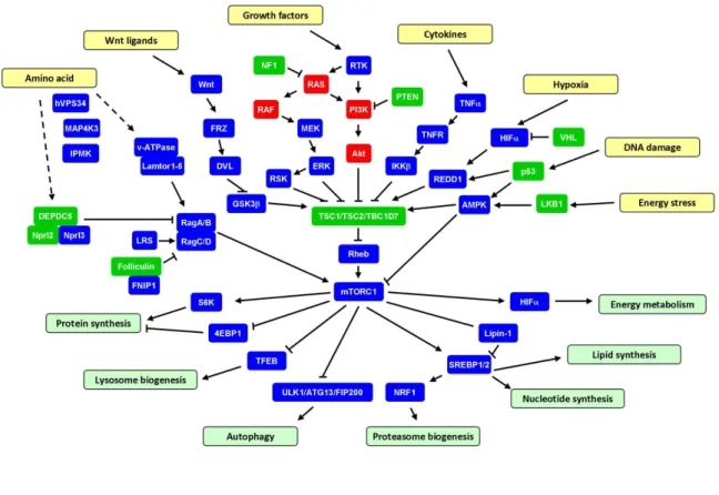 Figure 1. TSC1/TSC2/TBC1D7-mTORC1 signaling pathway. 