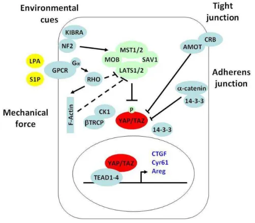 Figure 2. Hippo-YAP signaling pathway. 