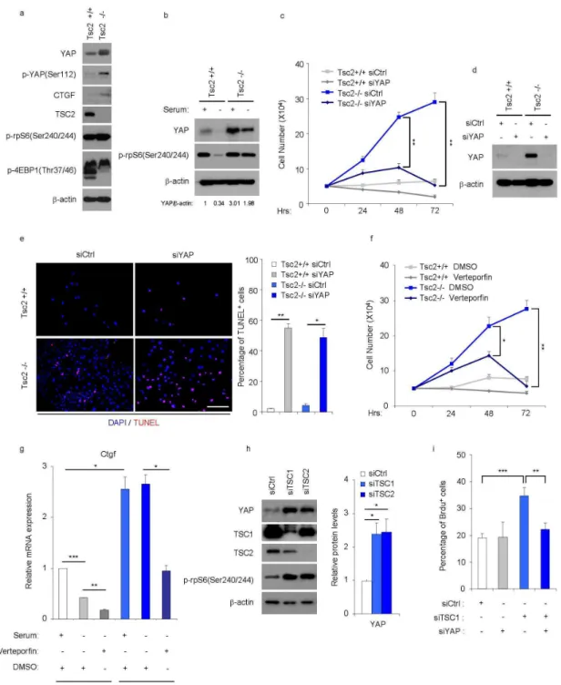 Figure 9. YAP is required for the abnormal proliferation and survival of TSC1/2 null cells in vitro