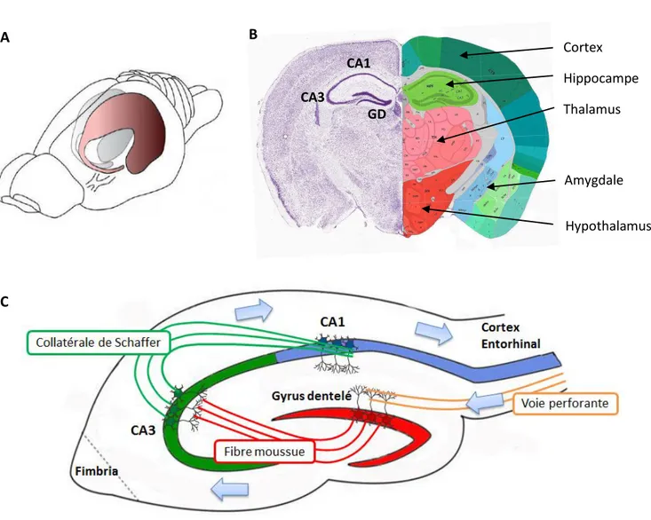 Figure 5 : Organisation de l’hippocampe 