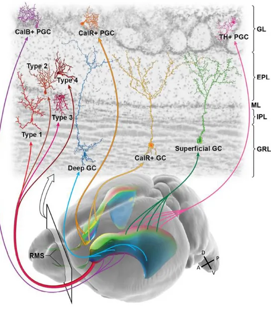 Figure 8 : Diversité des interneurones du bulbe olfactif et origine régionale 