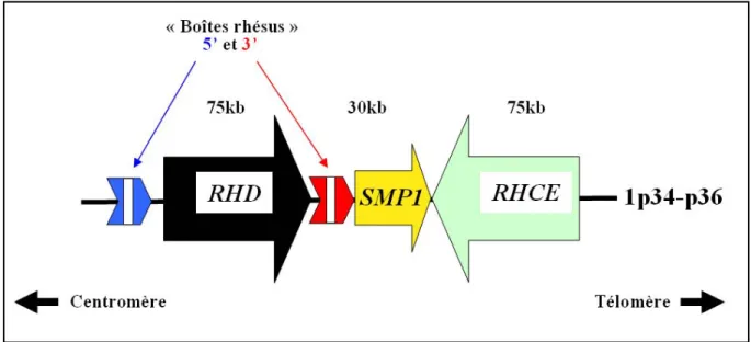 Figure 1. Organisation du locus RH.  