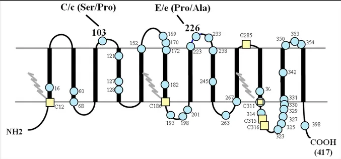 Figure 2. Représentation schématique des protéines Rh.  