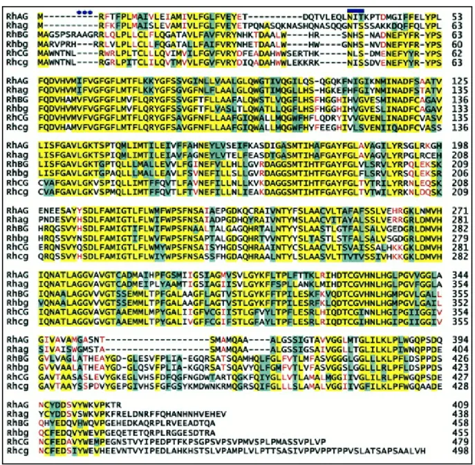 Figure 8. Alignement de séquence des protéines humaines (RhAG, RhBG et RhCG) et  murines (Rhag, Rhbg et Rhcg)
