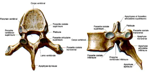 Figure  1.2 :  Description  de  l‘anatomie  d‘une  vertèbre  type.  Vue  axiale  à  gauche  et  sagittale  à  droite (Netter, 2006)