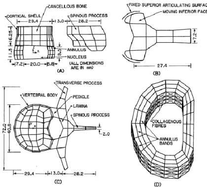 Figure 1.12 : Modèle d‘éléments finis du corps/disque du segment L2-L3, Shirazi et coll., (1986)