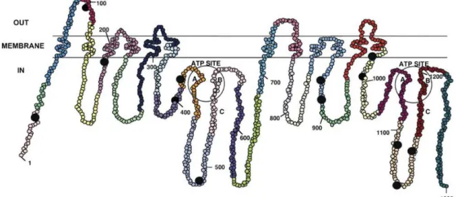 Figure 2.1 Structure 2-D de la protéine P-glycoprotéine (P-gp) [202]      