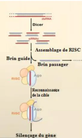 Figure  2.2  Mécanisme  de silençage  génique. Image inspirée de l’article  écrit  par  Richard W