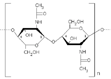 Figure 2.3 Structure de la chitine