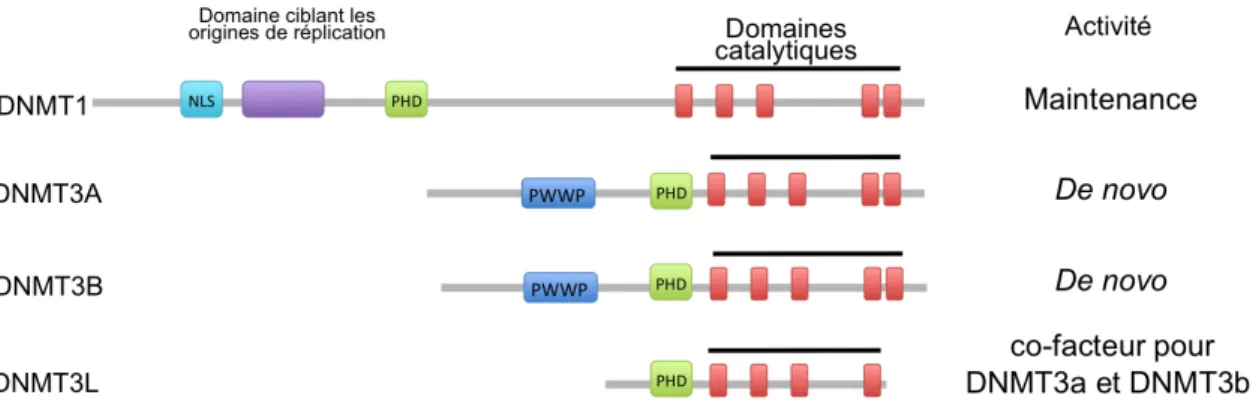 Figure 6. Structure des différentes protéines méthylant l’ADN. 