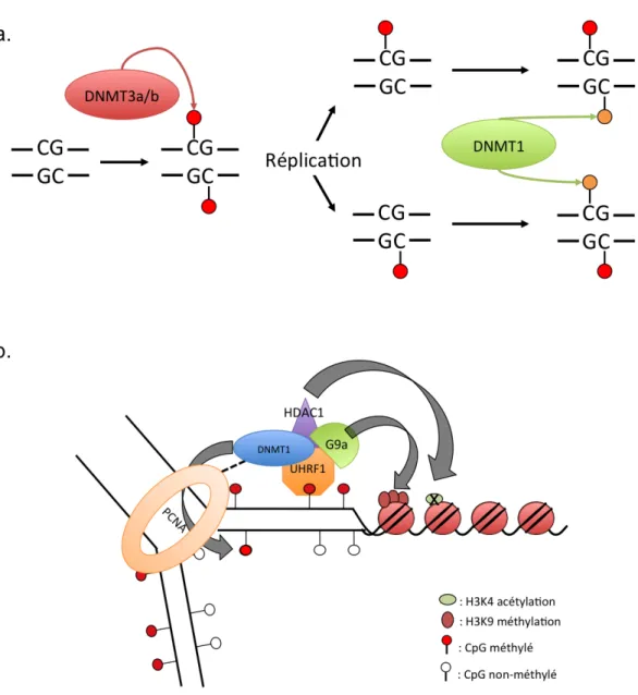 Figure 7. Activité de novo et de maintenance des ADN méthyltransférases.  A :  Les  ADN  méthyltransférases