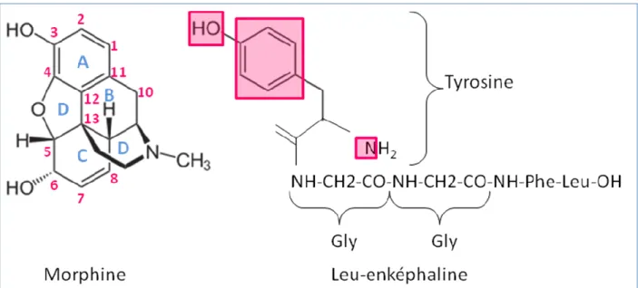 Figure 2 : Représentation schématique de l’analogie entre la morphine et les enképhalines endogènes