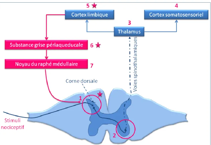 Figure 6: Représentation schématique des circuits de la douleur et des sites d’action des analgésiques opioïdes