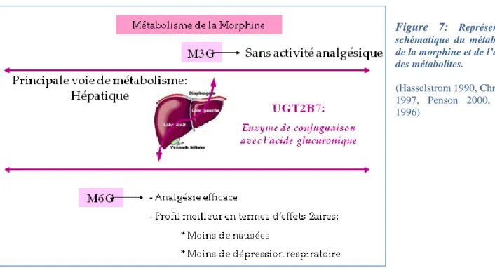 Figure  7:  Représentation  schématique  du  métabolisme  de la morphine et de l’activité  des métabolites