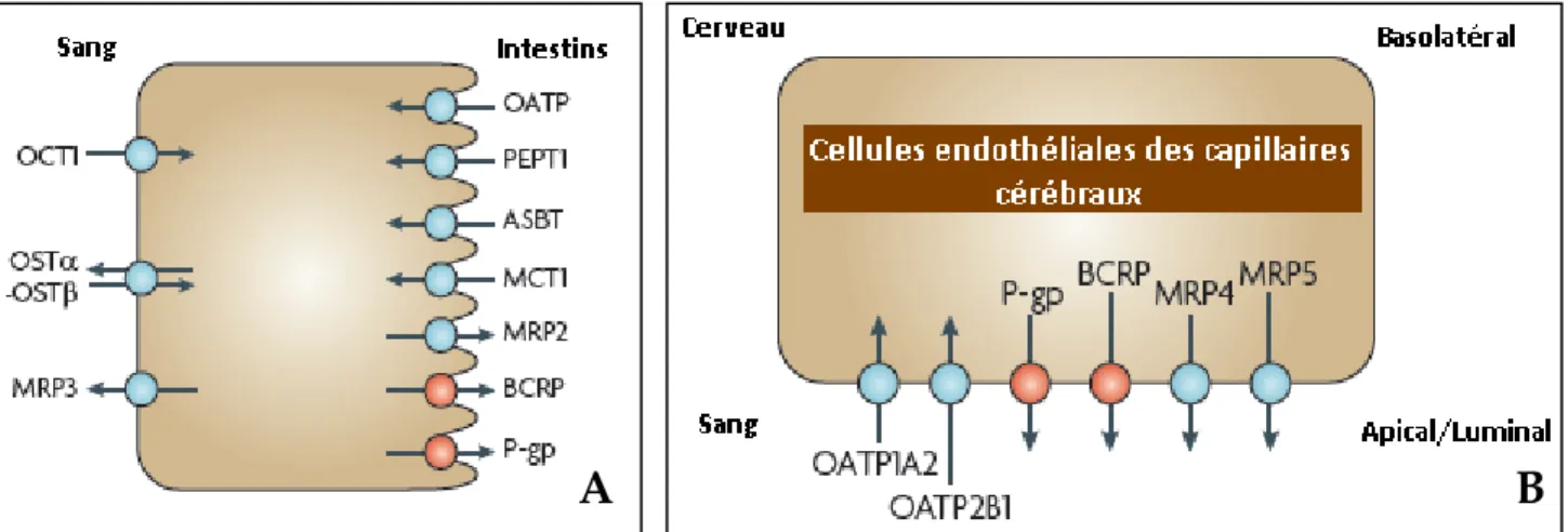 Figure 10: Localisation subcellulaire de la P-gp au niveau des entérocytes (A) et au niveau de la BHE (B)
