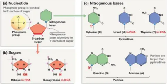 Fig.  I.1: Nucleic Acid building blocks (nucleotides). a) A nucleotide is the association of a 