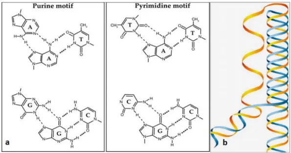 Fig.  I.6: DNA triple helix. a) Base triplets of a DNA triple helix: On the left panel, base 
