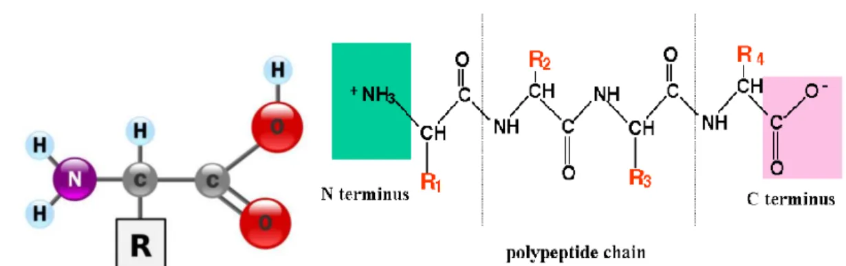 Fig.   II.1:  Schematic  representation  of  proteins.  a)  Amino  acid:  It  is  formed  by  a 
