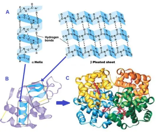 Fig.   II.2:  Protein  structure.  A)  Protein  secondary  structure:  α-helix  and  β-sheet 