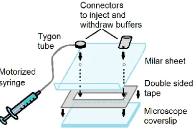 Fig.   III.3:  Fluid  chamber  assembly.  A  double  sided  tape  is  sandwiched  between  a 