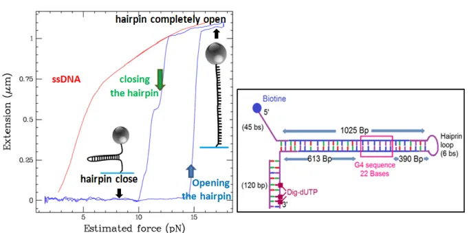 Fig.  V.1: Force-Extension curves. a) The extension of a single stranded DNA having ~ 
