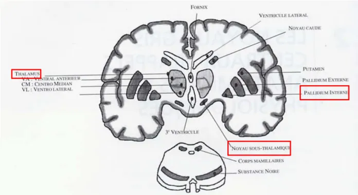 Figure 3 : Schéma représentatif des principales structures sous corticales intéressées par la neurochirurgie   dans la maladie de Parkinson (tiré de Dujardin &amp; Defebvre, 2007).