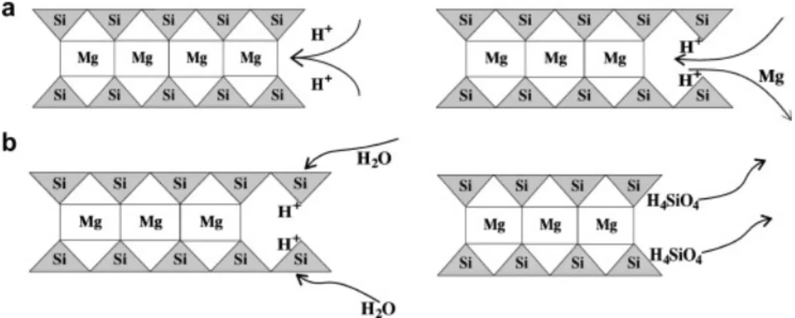 Figure  2-3:  Schéma du mécanisme de la dissolution du talc mécanisme qui consiste en (a)  l’échange d’atomes de Mg avec 2 protons en surface, suivi de (b) la libération de Si (Saldi et al.,  2007) 