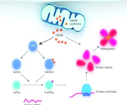 Figure  10)  L’hème  contrôle  la  traduction  des  ARNm  HBA  et  HBB  dans  les  progéniteurs  érythroïdes  en  différenciation,  modifié  après  D.Chiabrando,  2014  48 
