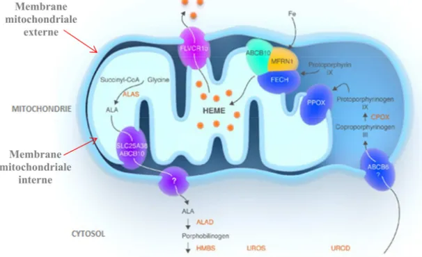 Figure 12) Le trafic de l'hème et ses précurseurs à travers les membranes mitochondriales,  modifié après D.Chiabrando et al, 2014  48 