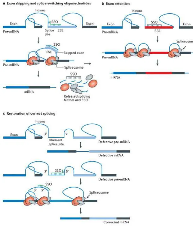 Figure  30)  Mécanismes  de  modulation  de  l'expression  génique  induite  par  l'oligonucléotide, modifié d’après Kole R et al, 2012  207 
