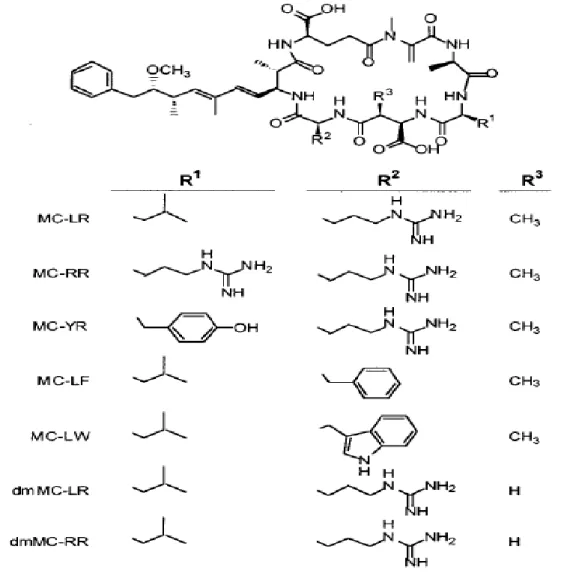 Figure  1-1:  Chemical  structures  of  different  variants  of  microcystin  (MC),  3- 3-desmethylmicrocystins (dmMC) (from (Fischer et al., 2001)) 