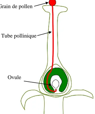 Figure 1.1: Parcours du tube pollinique du point d'atterrissage du grain sur le stigmate, à travers  le pistil, jusqu'aux ovules
