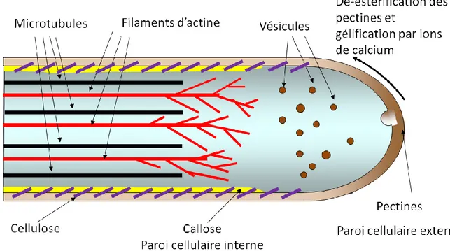 Figure 1.2: Architecture du tube pollinique 
