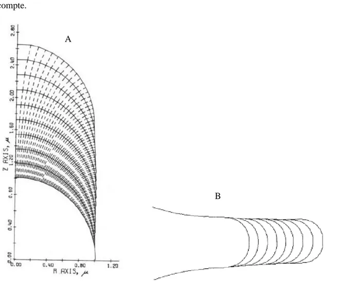 Figure 1.5: Modèles de la croissance apicale de Da Riva Ricci (1972) (A) et de Denet (1996) (B) 