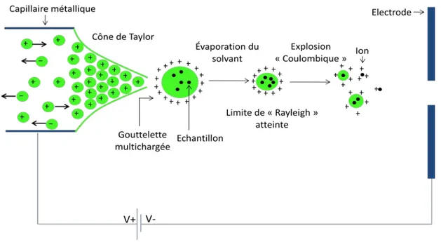 Figure  10  : Principe de l'ionisation par electrospray. Cette illustration est adaptée du site de l’université de Bristol 