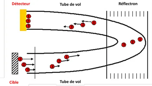 Figure 15 : Schéma d’un réflectron. Il augmente le temps de transit des ions les plus énergétiques de manière à compenser  leur différence d’énergie cinétique initiale