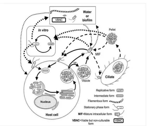 Figure 1-2 Schéma présentant les diverses formes morphologiques de L. pneumophila (Heuner &amp; 