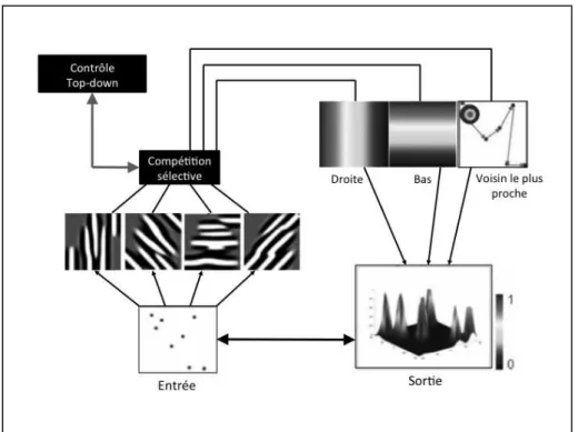 Figure 4. Architecture du modèle de Cutini et al. (2008). La figure présente les différents modules (module  visuel, module de sélection compétitive, module spatial), la carte de prépondérance et les mécanismes 