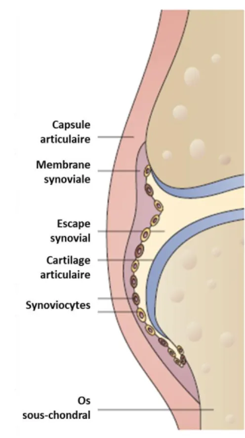 Figure 2.1 : Structure générale de l’articulation du genou (image adaptée de Strand, Kimberly et  al