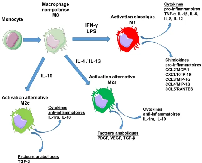 Figure 2.4 : Polarisation des macrophages vers les phénotypes M1, M2a et M2c (image adaptée de  Mantovani et al