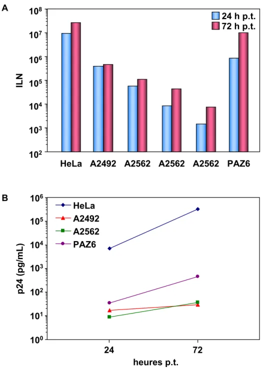 Figure 28. Expression de l’ADN proviral pNL4.3 ∆env-luc dans des préadipocytes.