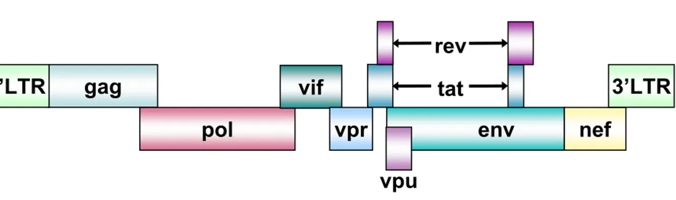 Figure 6. Organisation génomique du VIH-1.