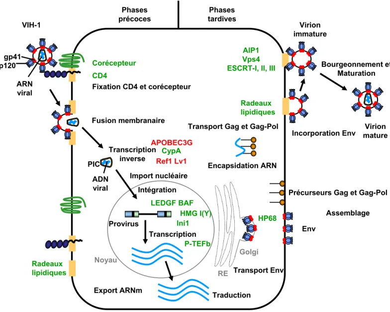 Figure 17. Facteurs cellulaires impliqués dans le cycle de réplication du VIH-1.
